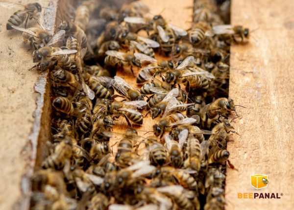 El comportamiento de las abejas en invierno