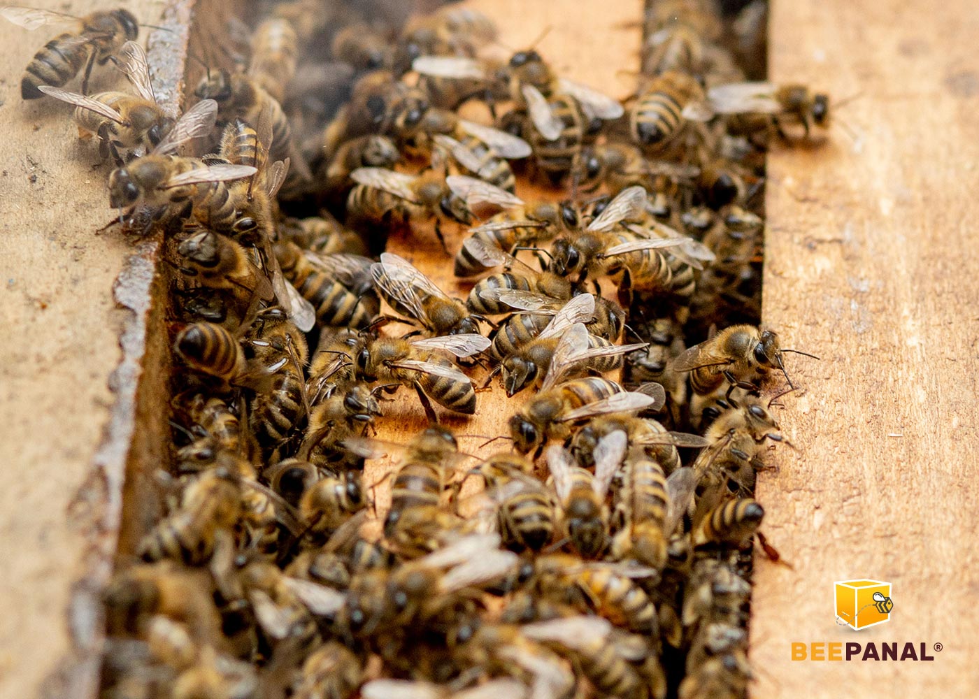 El comportamiento de las abejas en invierno