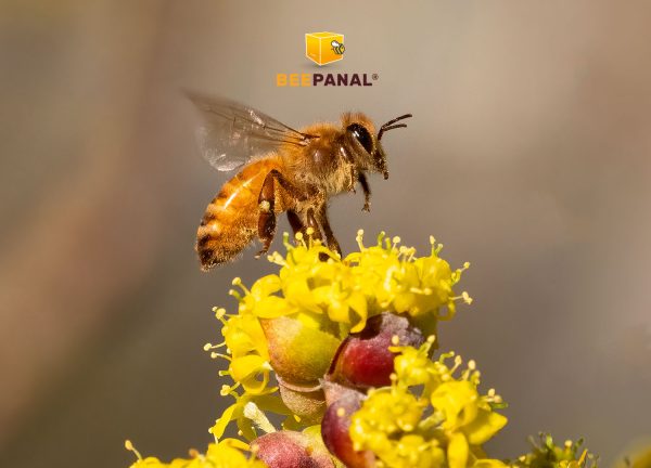 Beepanal Colmenas Blog El zumbido de las abejas