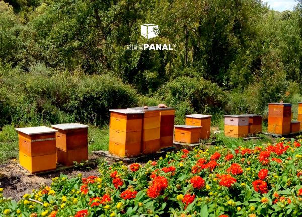 Beepanal Colmenas Blog Principales tareas Verano Apícola