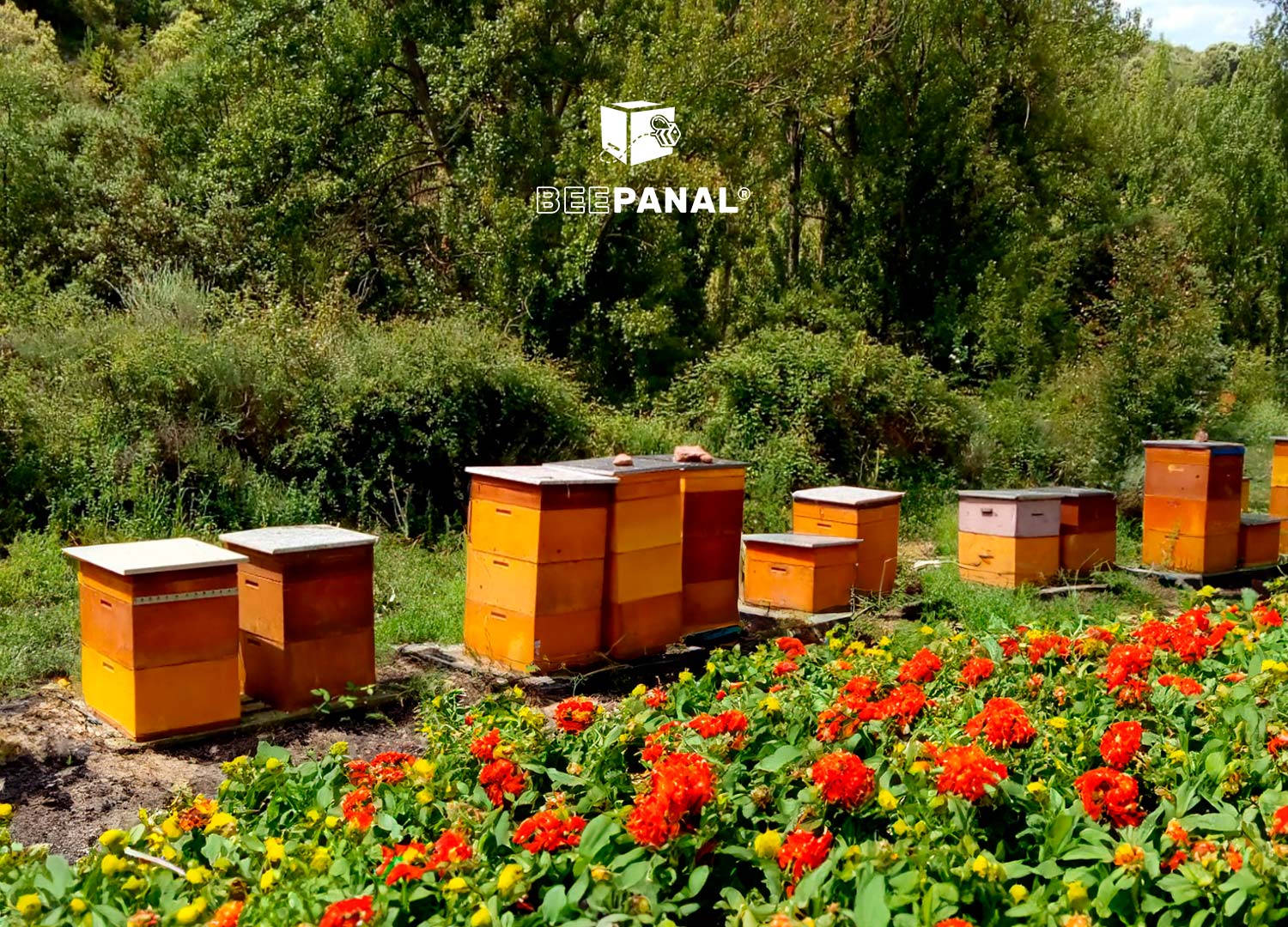 Beepanal Colmenas Blog Principales tareas Verano Apícola