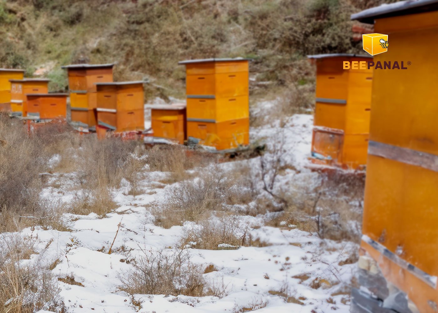 Principales tareas de apicultura en época de invierno
