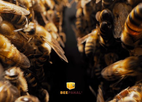 Los diferentes tipos de abejas en una colmena