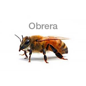 beepanal tipos de abejas obrera