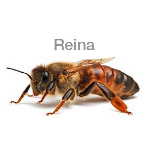 beepanal tipos de abejas reina